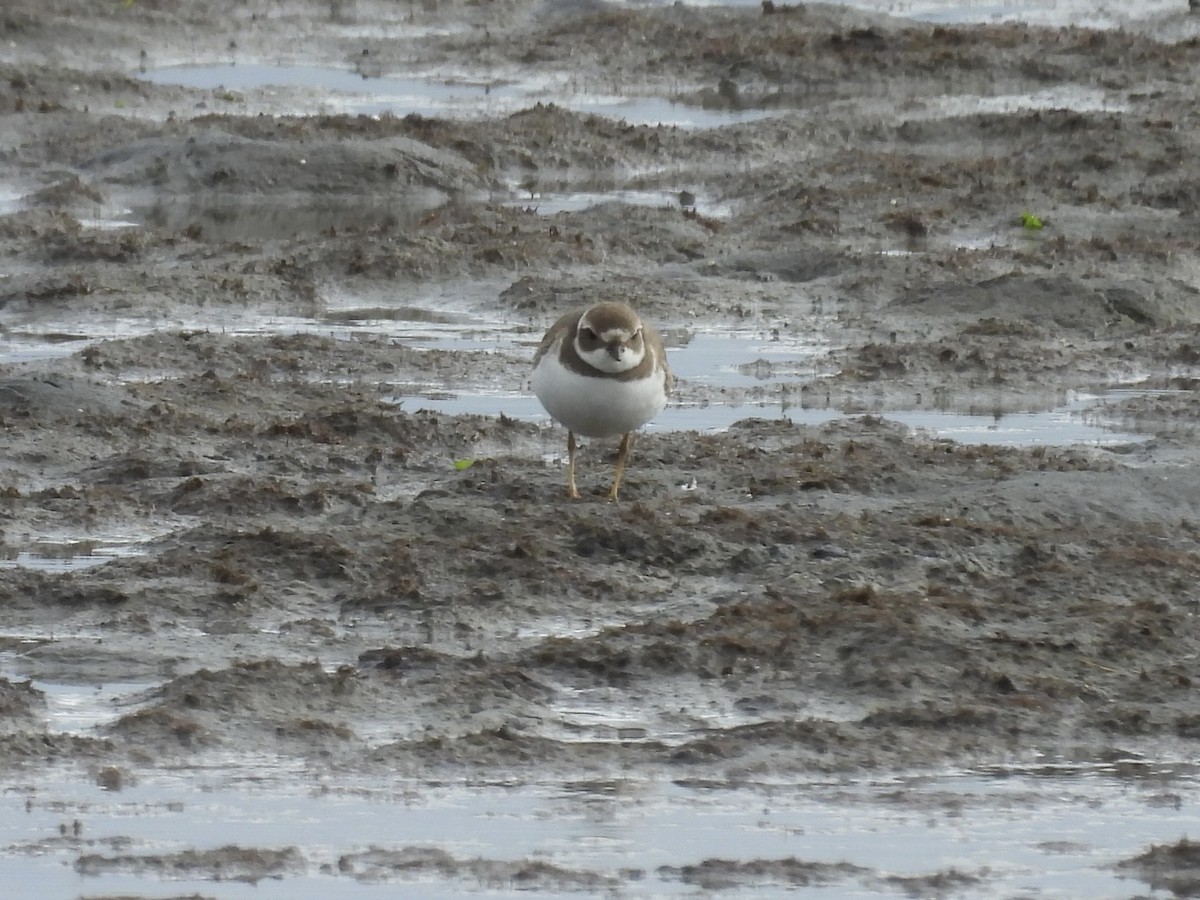 Semipalmated Plover - ML645375072