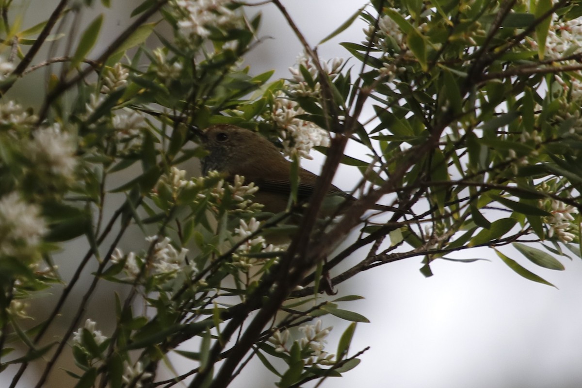 Brown Thornbill - ML645375073