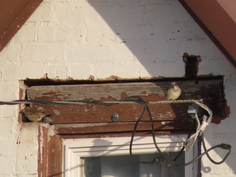 House Sparrow - ML645375083