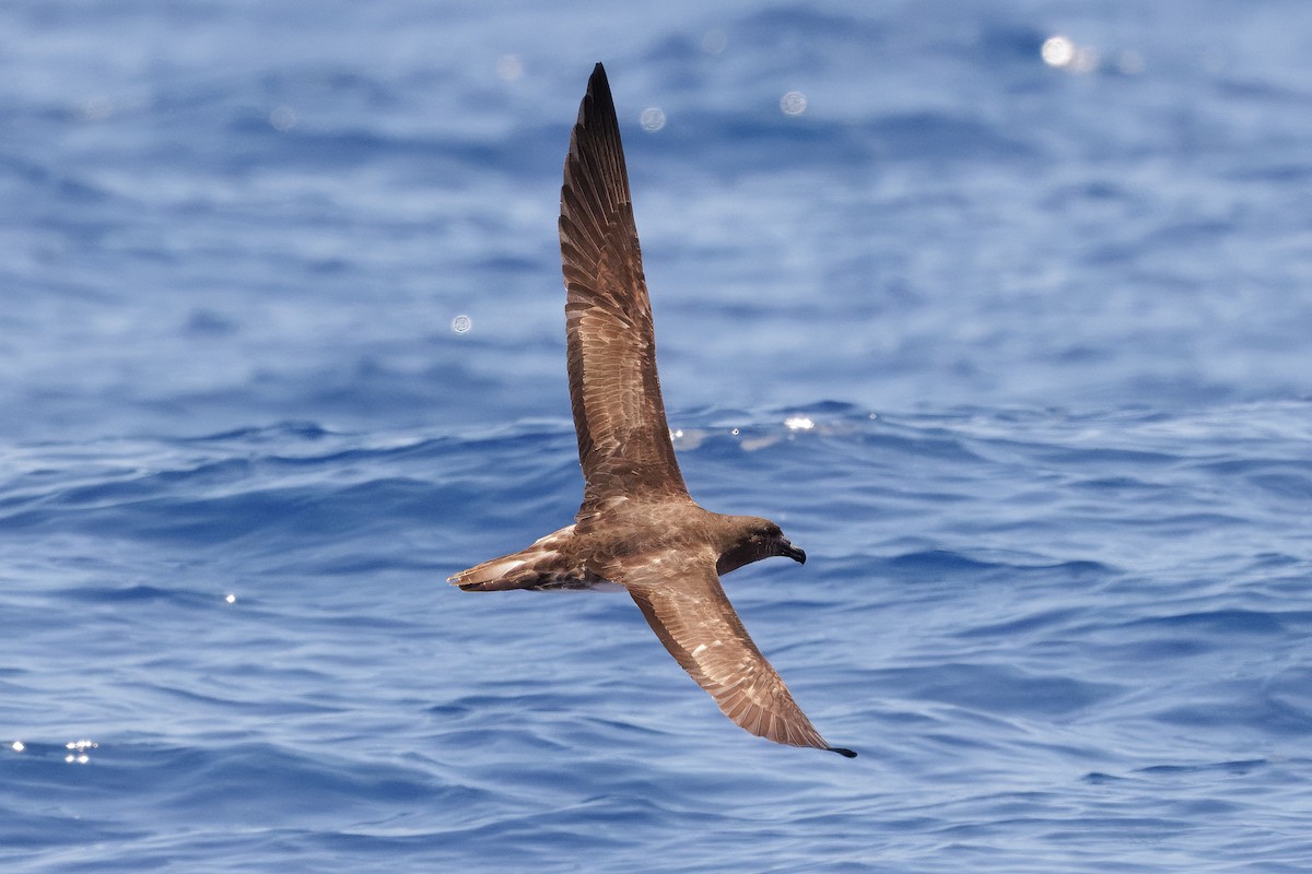 brunhodepetrell - ML645375093