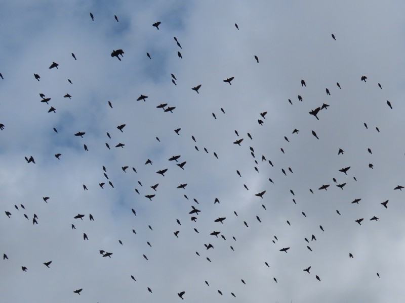 blackbird sp. - ML645375095