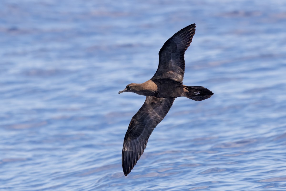 kilestjertlire - ML645375098