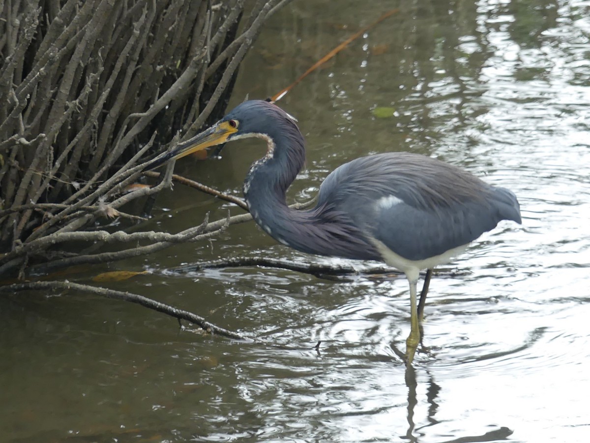 Tricolored Heron - ML645375100