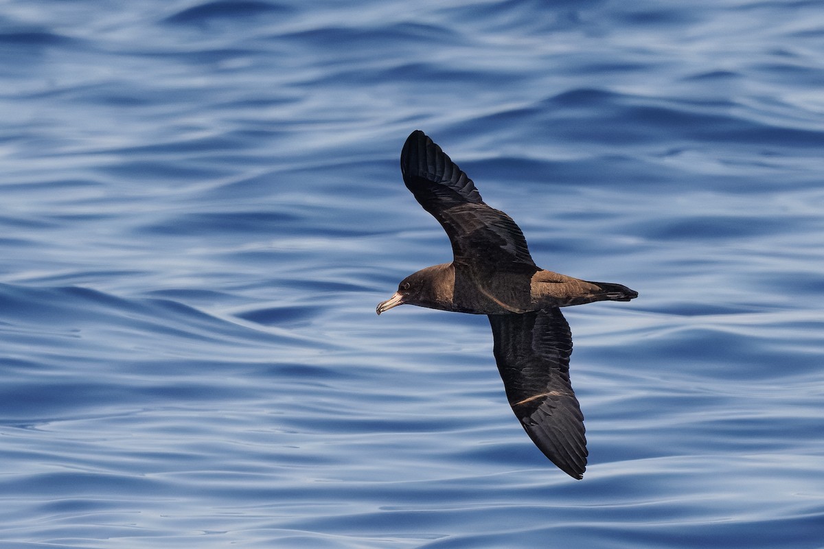 lysbeinlire - ML645375105