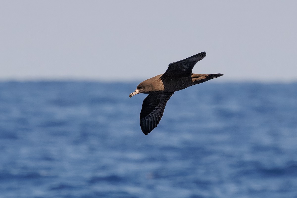 Flesh-footed Shearwater - ML645375106