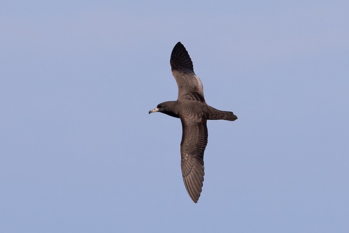 lysbeinlire - ML645375107