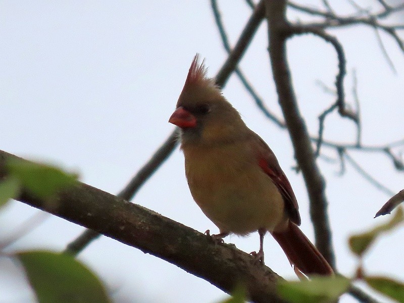 Northern Cardinal - ML645375108