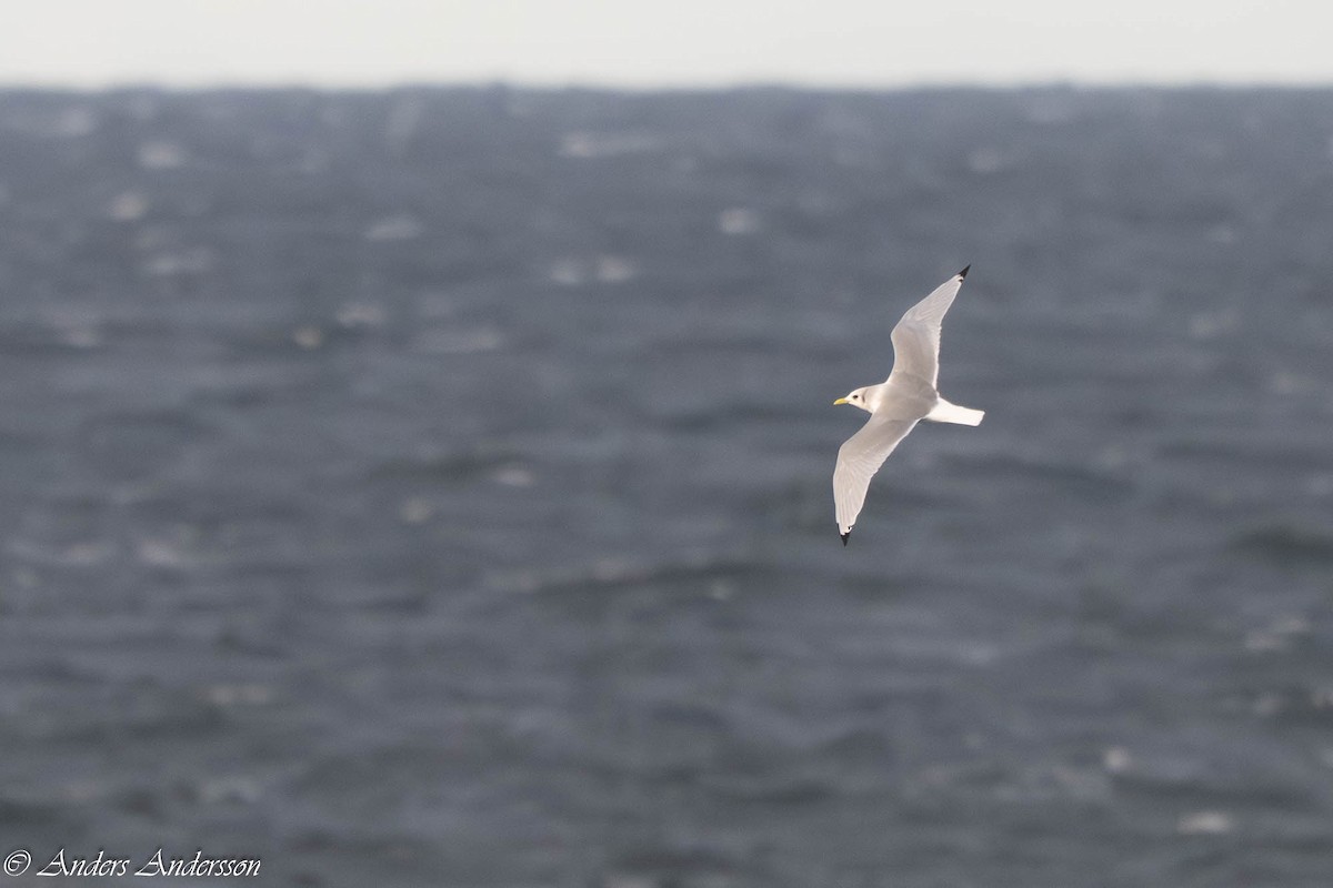 krykkje - ML645375111