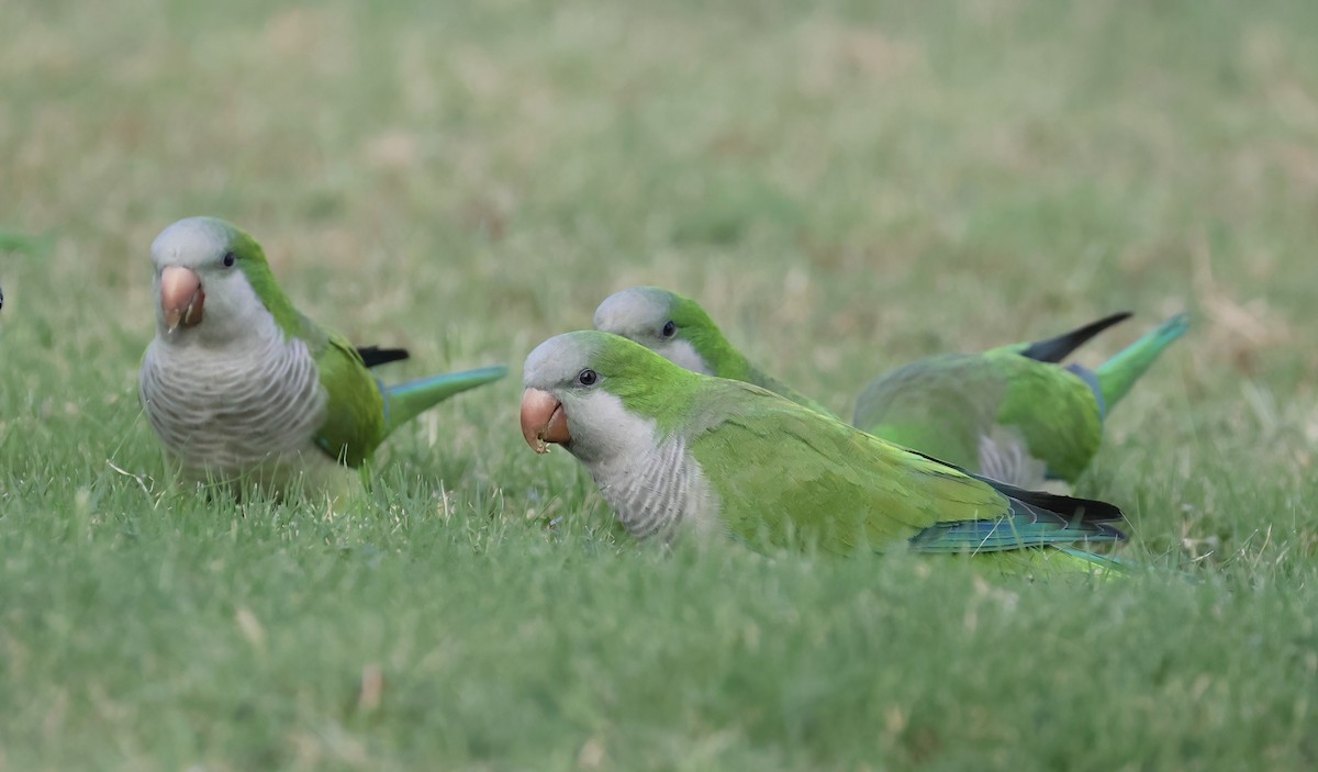 Mönchssittich - ML645375112