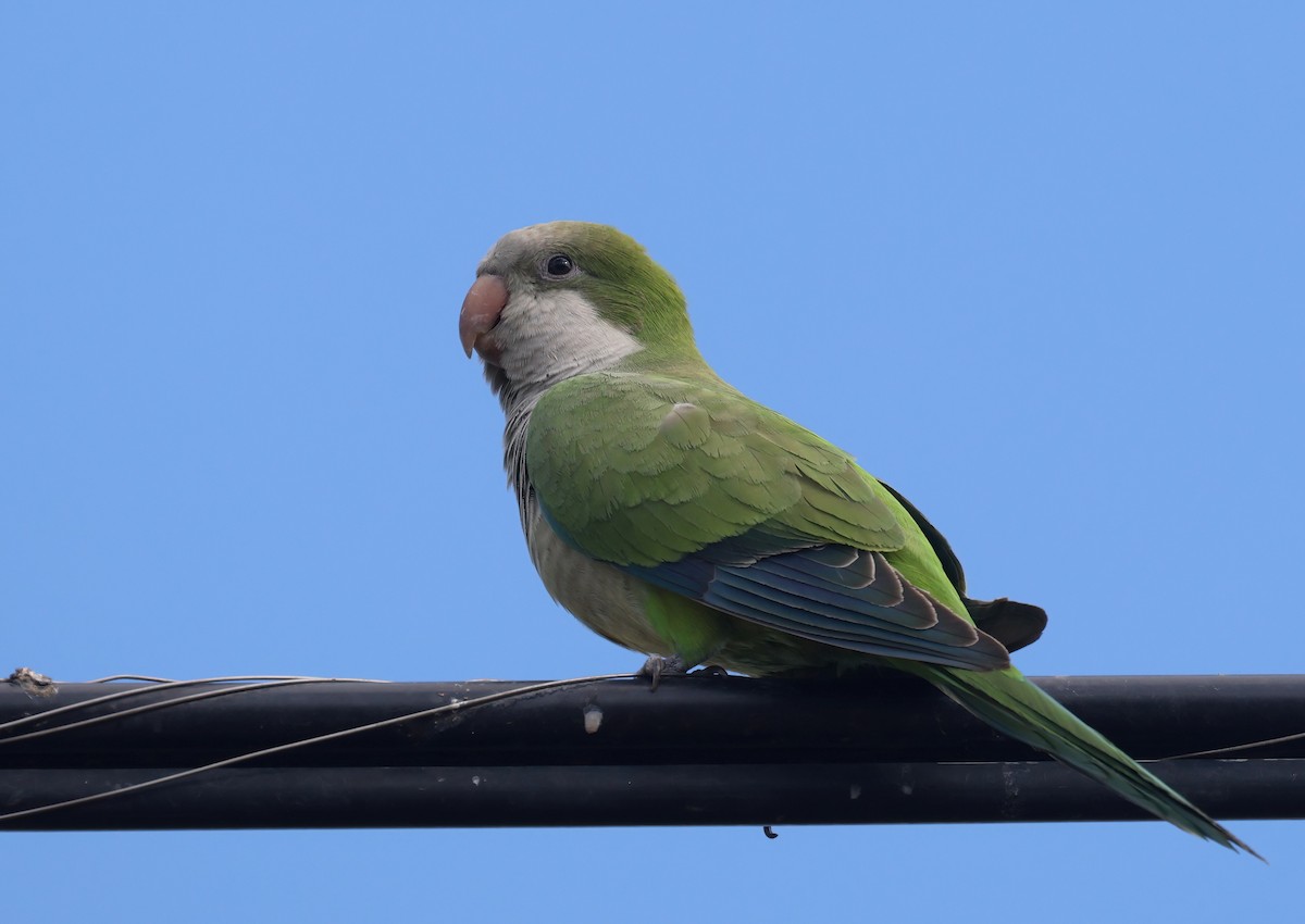 Mönchssittich - ML645375113