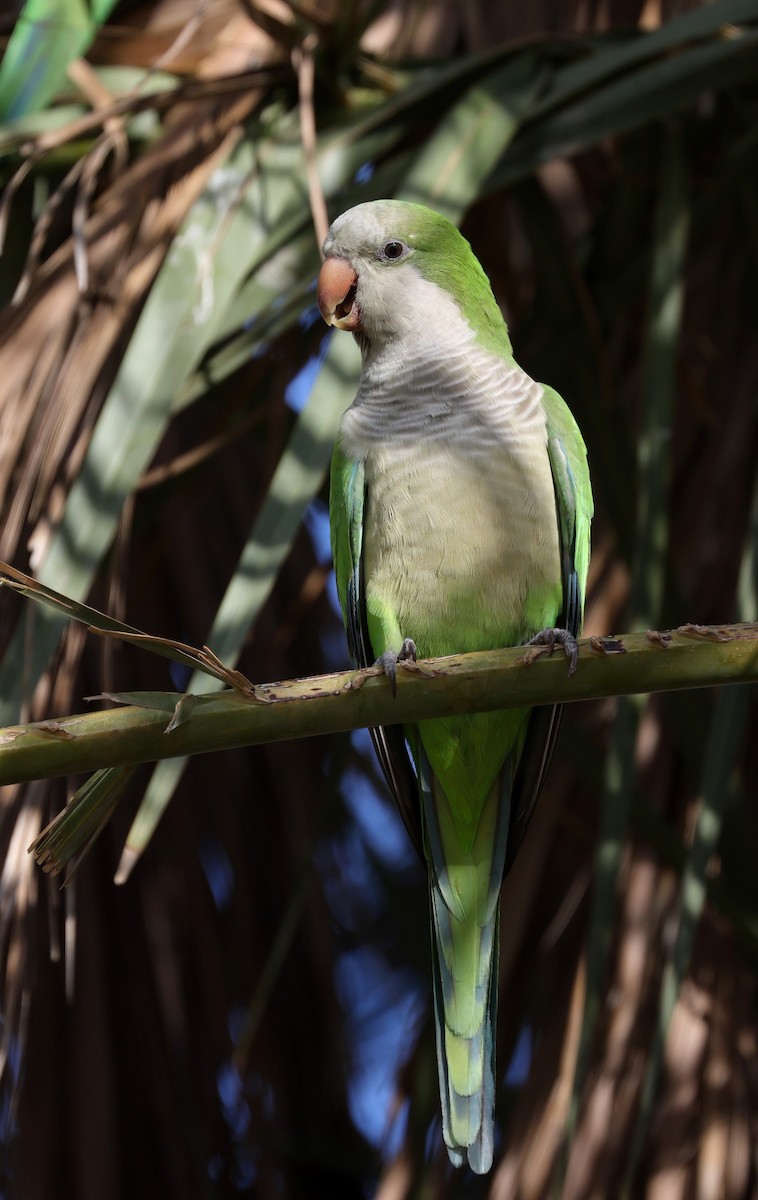 Mönchssittich - ML645375114