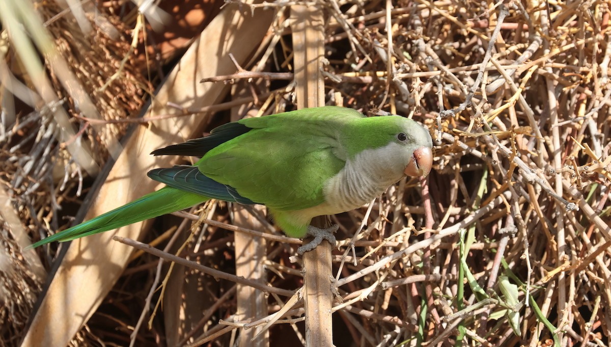 Mönchssittich - ML645375115