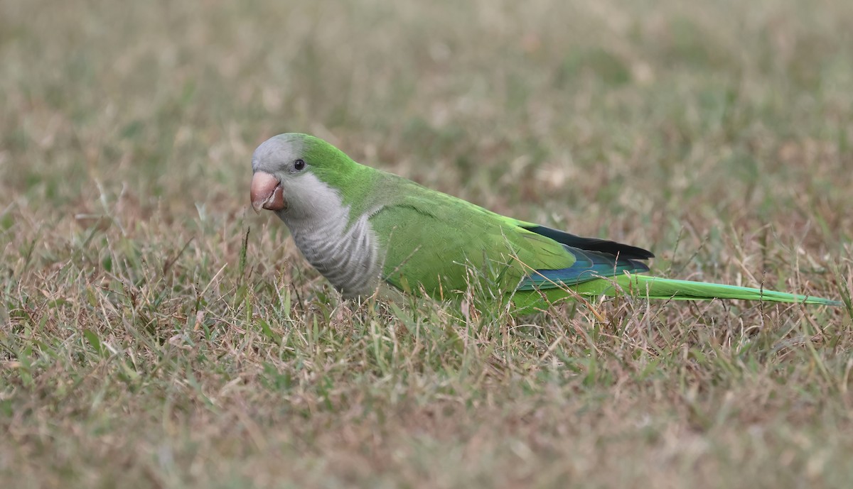 Mönchssittich - ML645375116