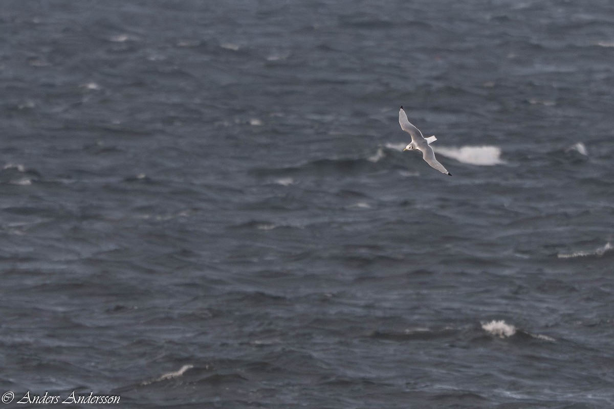 krykkje - ML645375119