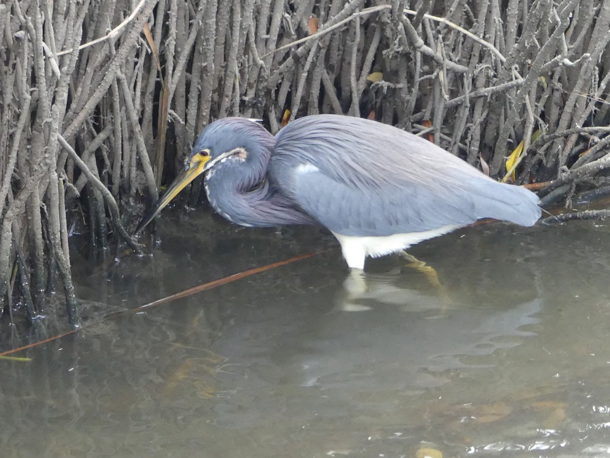 Tricolored Heron - ML645375120