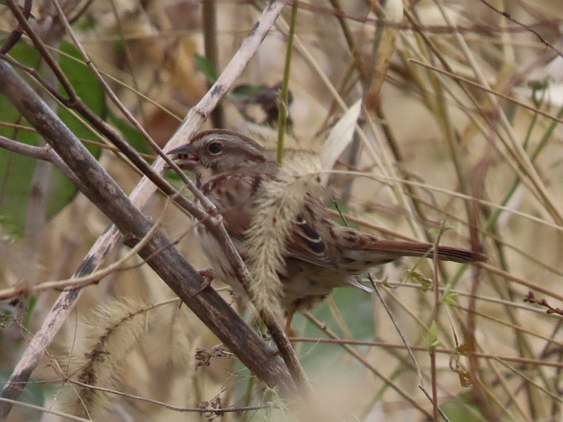 Song Sparrow - ML645375121