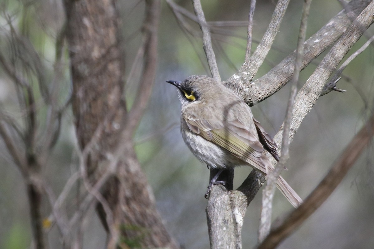 Yellow-faced Honeyeater - ML645375123