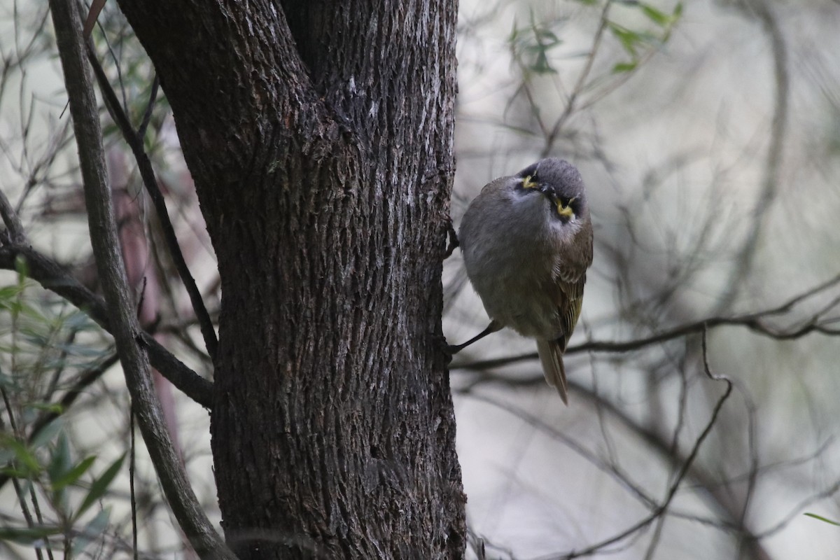 Yellow-faced Honeyeater - ML645375124