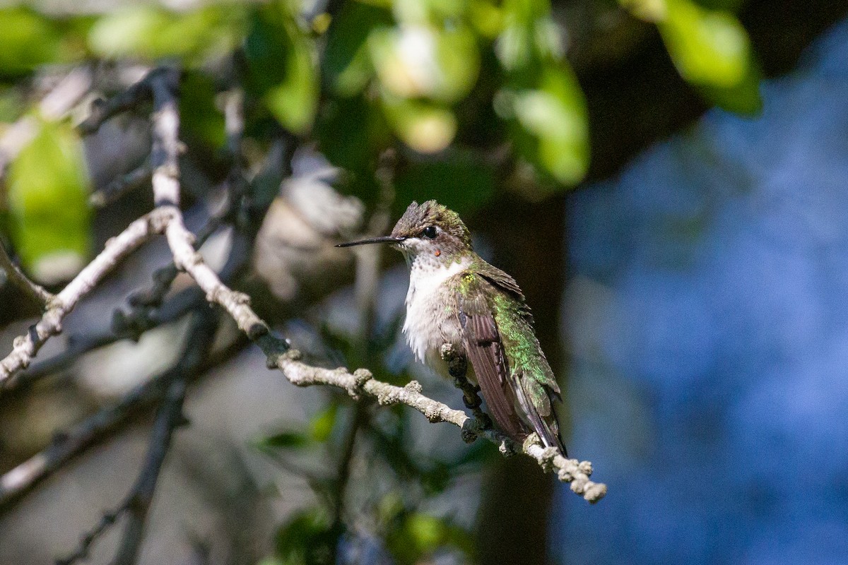 Рубиновогорлый колибри - ML645375125