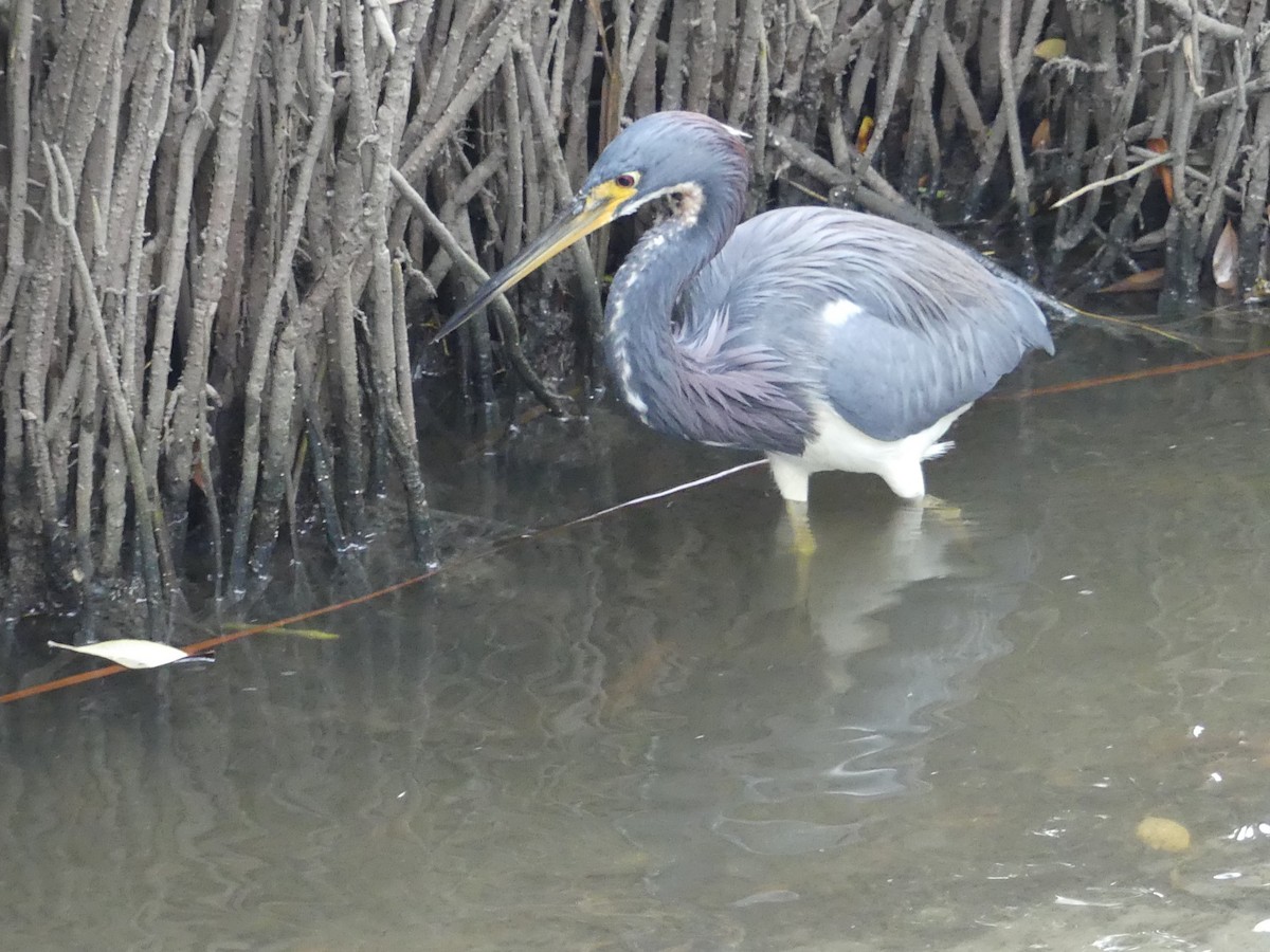 Tricolored Heron - ML645375126