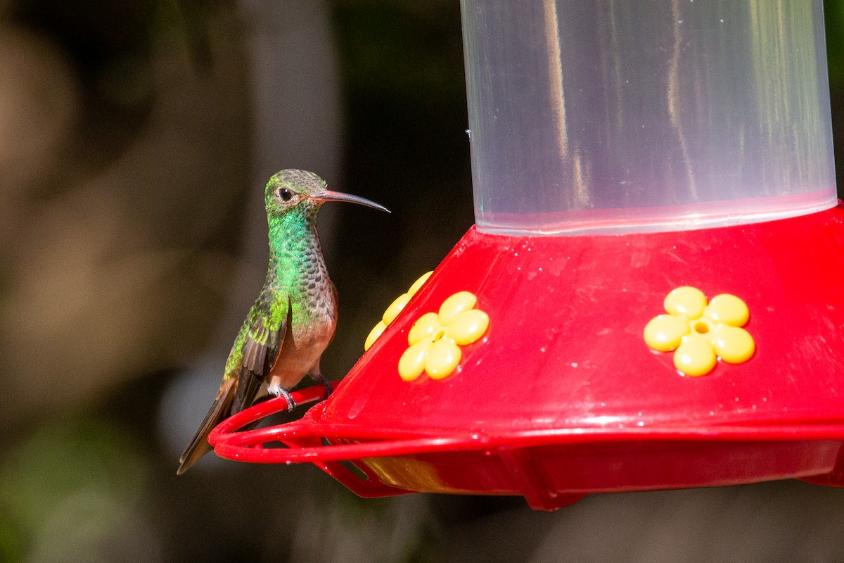 Buff-bellied Hummingbird - ML645375129