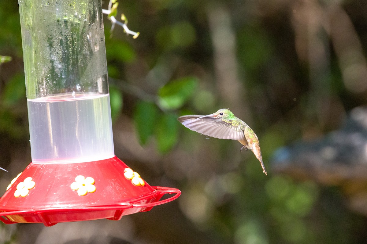 Buff-bellied Hummingbird - ML645375132