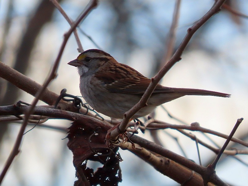 White-throated Sparrow - ML645375134