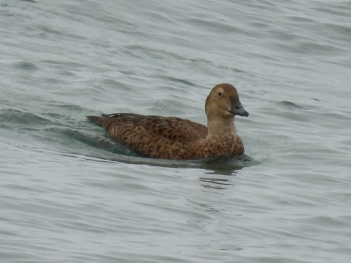 King Eider - ML645375135