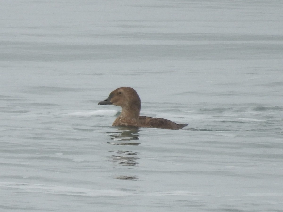 King Eider - ML645375136