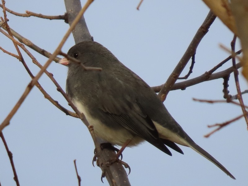 Dark-eyed Junco - ML645375142