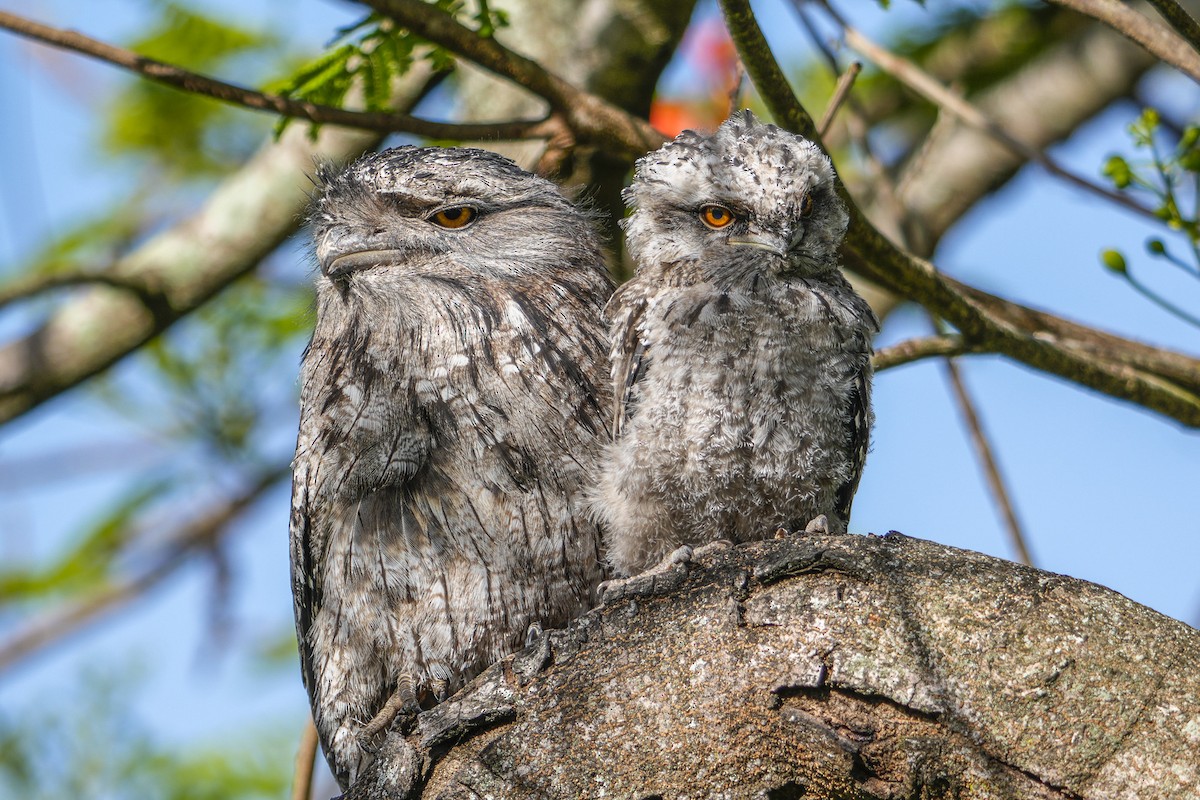 Tawny Frogmouth - ML645375144