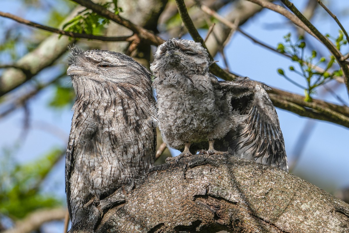 Tawny Frogmouth - ML645375145