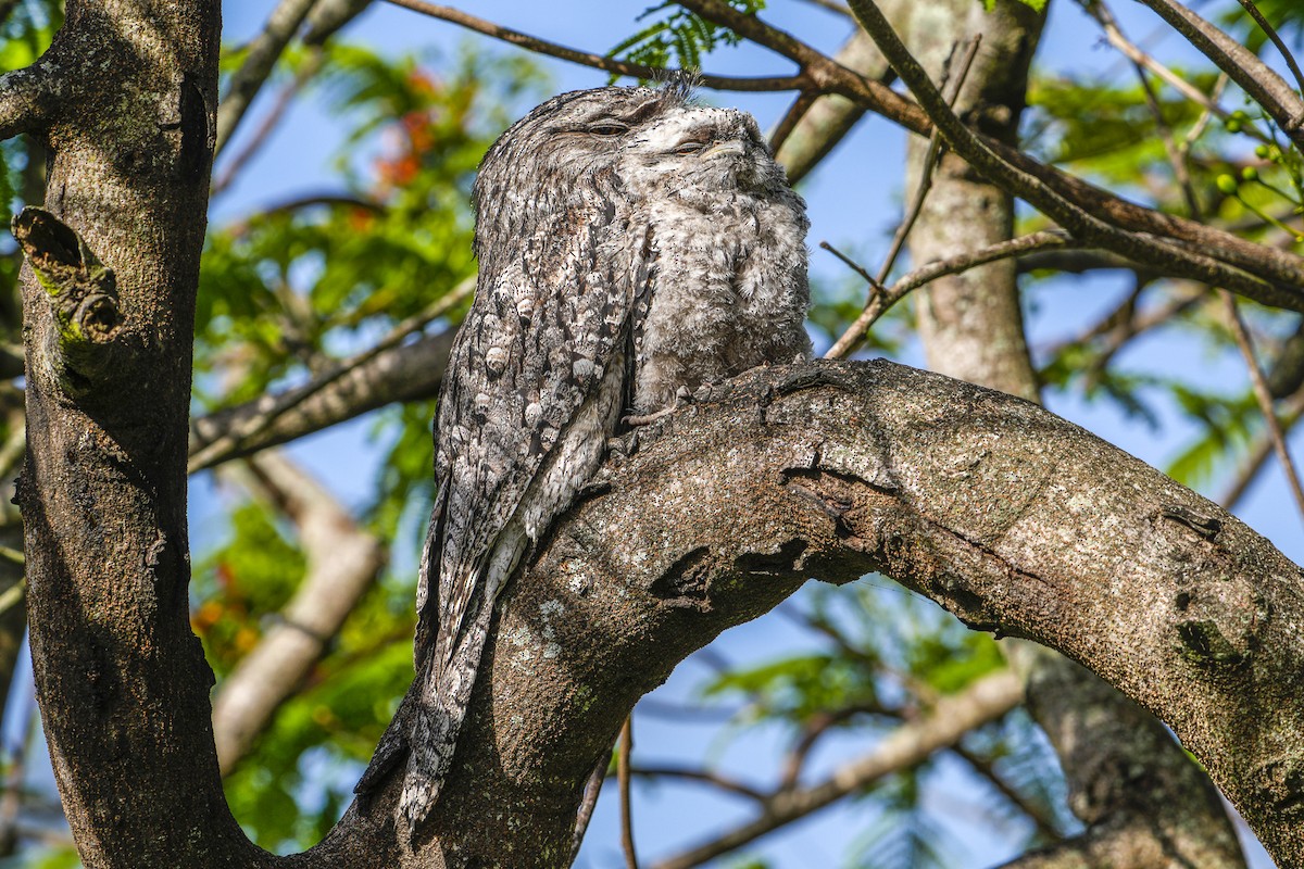 Tawny Frogmouth - ML645375146