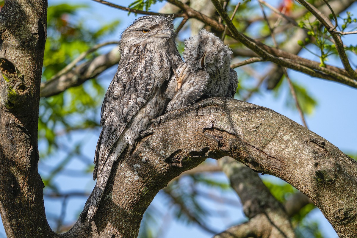 Tawny Frogmouth - ML645375147