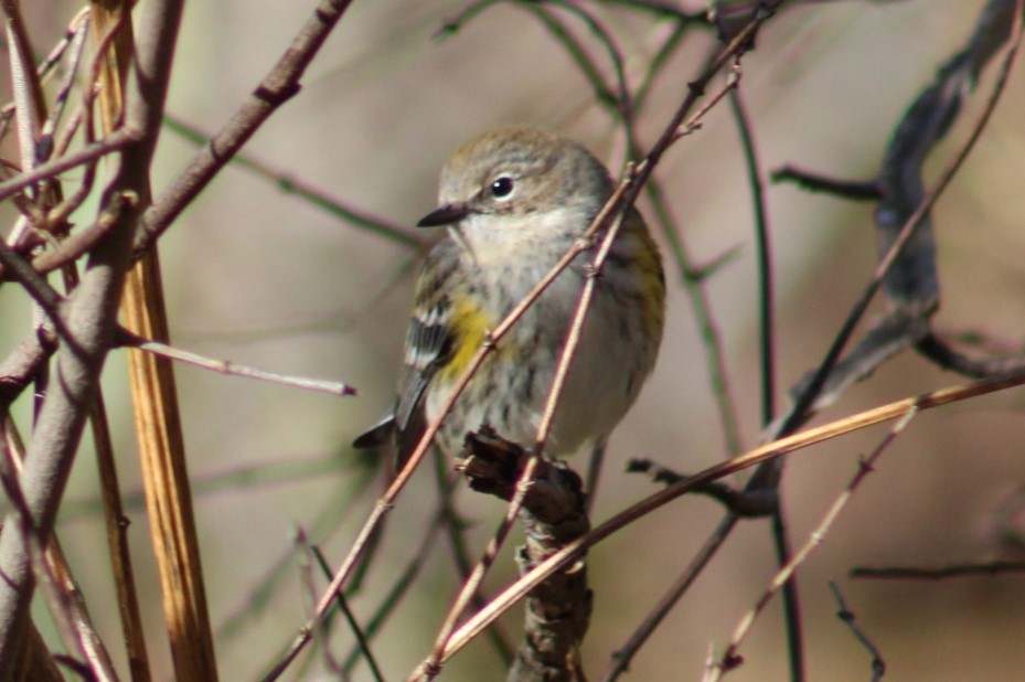 Yellow-rumped Warbler - ML645375149