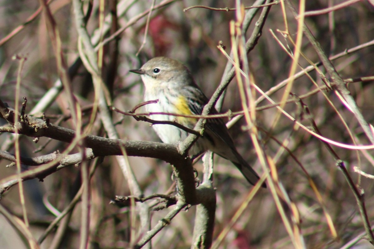 Yellow-rumped Warbler - ML645375151