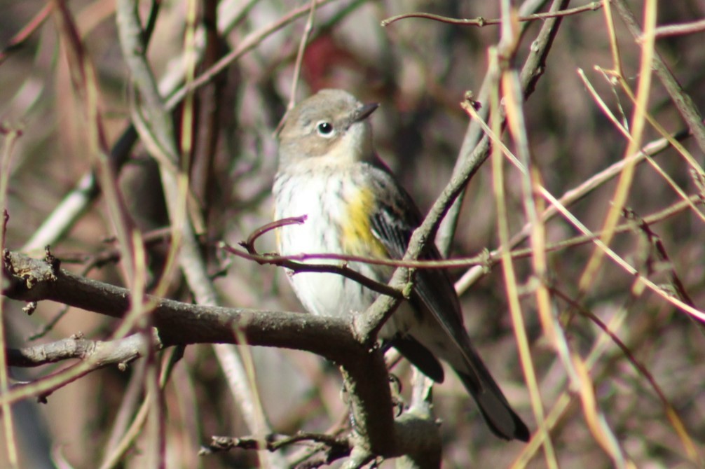 Yellow-rumped Warbler - ML645375153