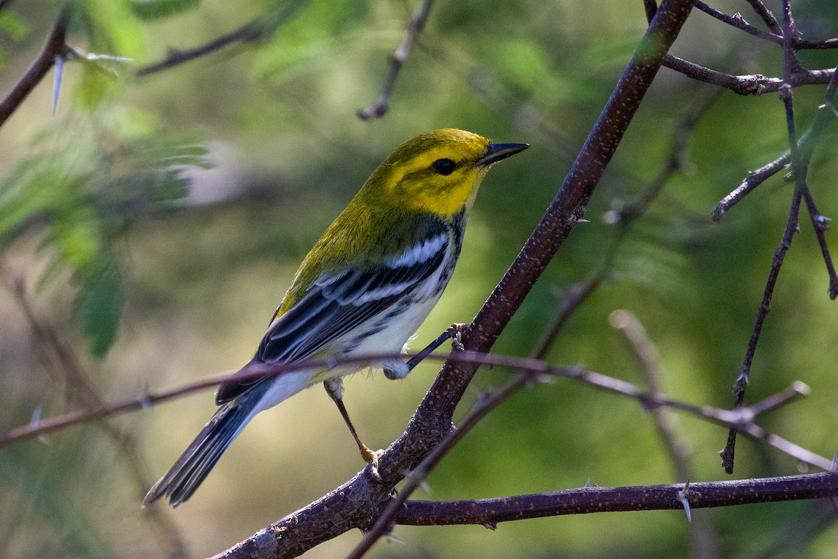 Black-throated Green Warbler - ML645375154