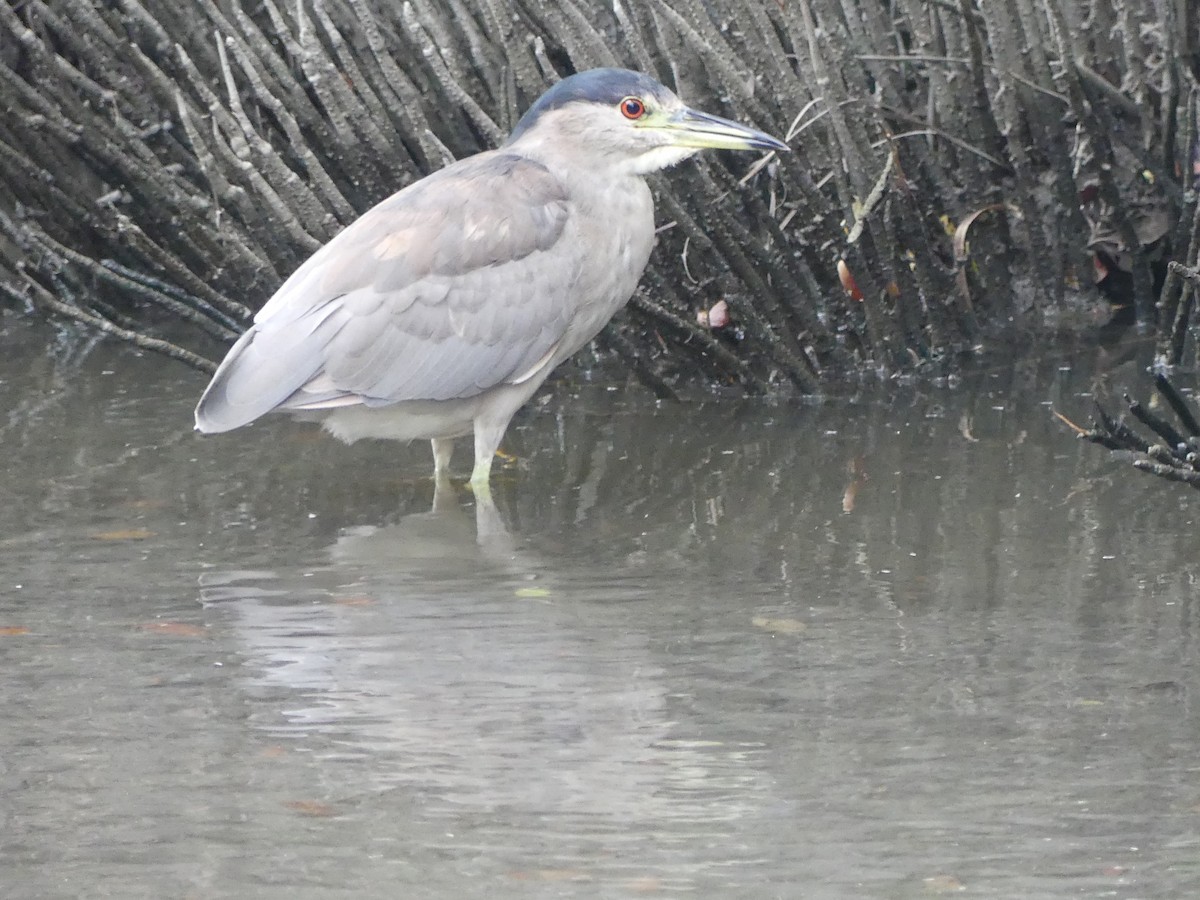 夜鷺 - ML645375158