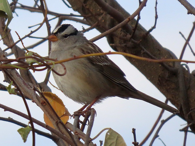 White-crowned Sparrow - ML645375174
