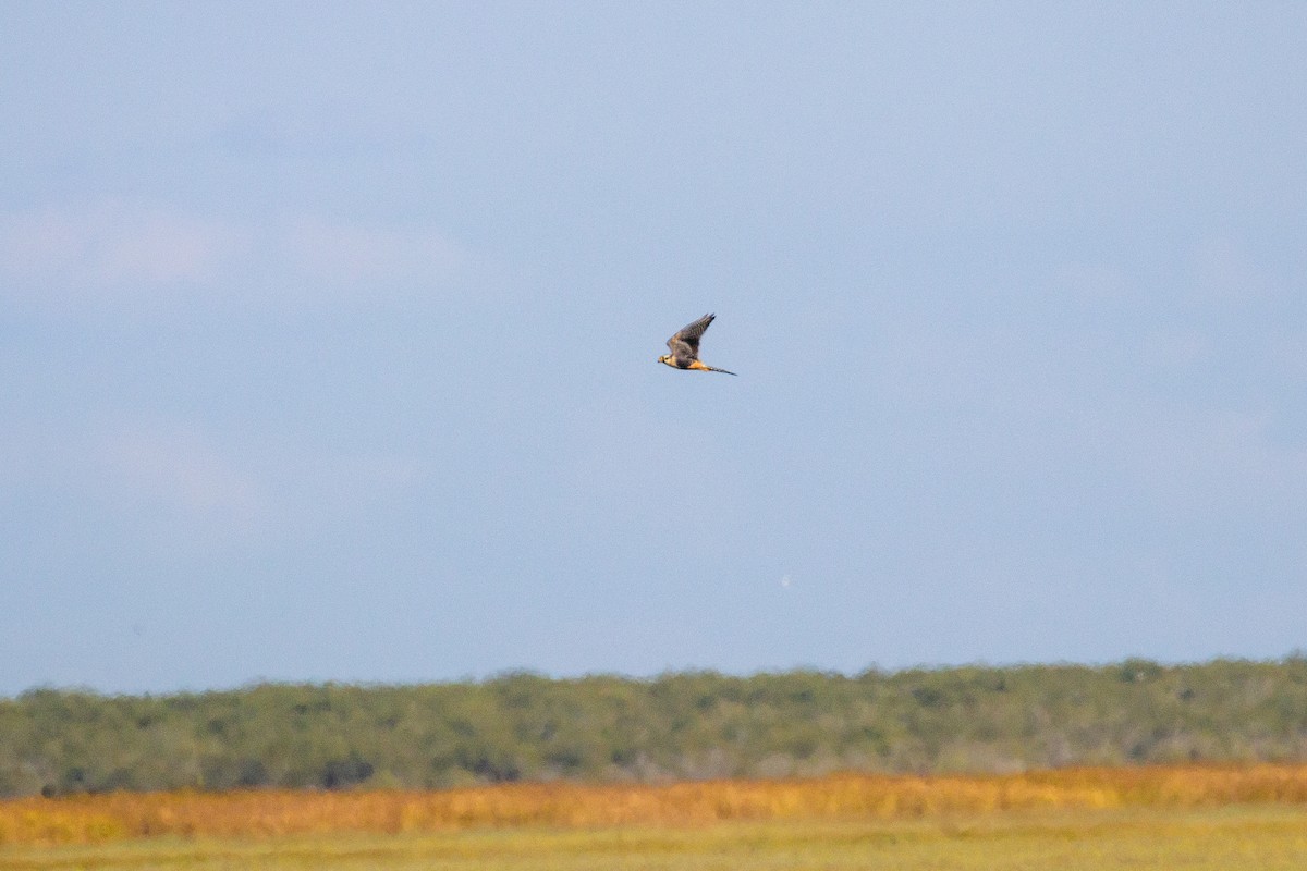 Aplomado Falcon - ML645375177