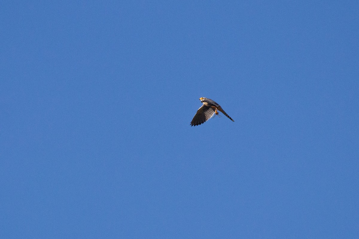 Aplomado Falcon - ML645375178