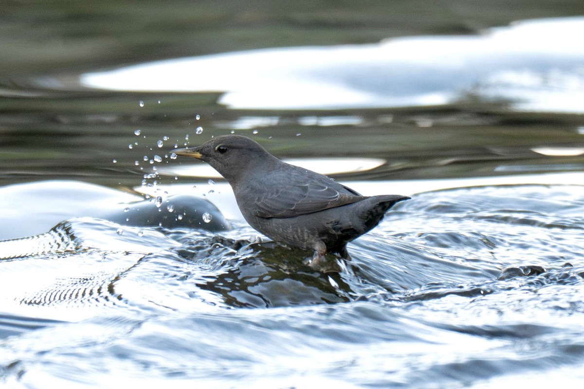 American Dipper - ML645375191