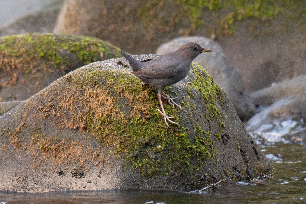 American Dipper - ML645375192