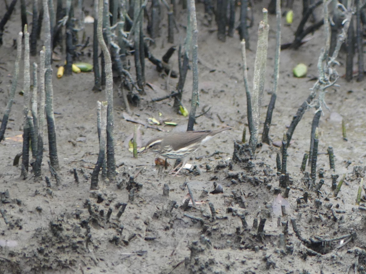 Northern Waterthrush - ML645375193