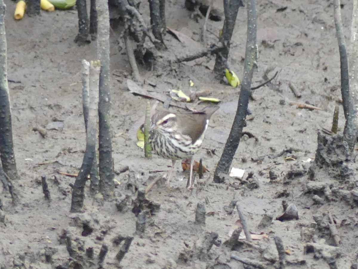 Northern Waterthrush - ML645375201