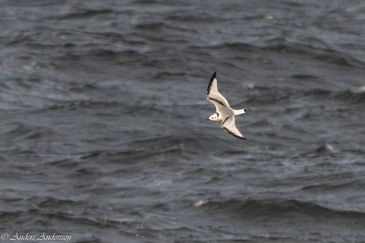 krykkje - ML645375203