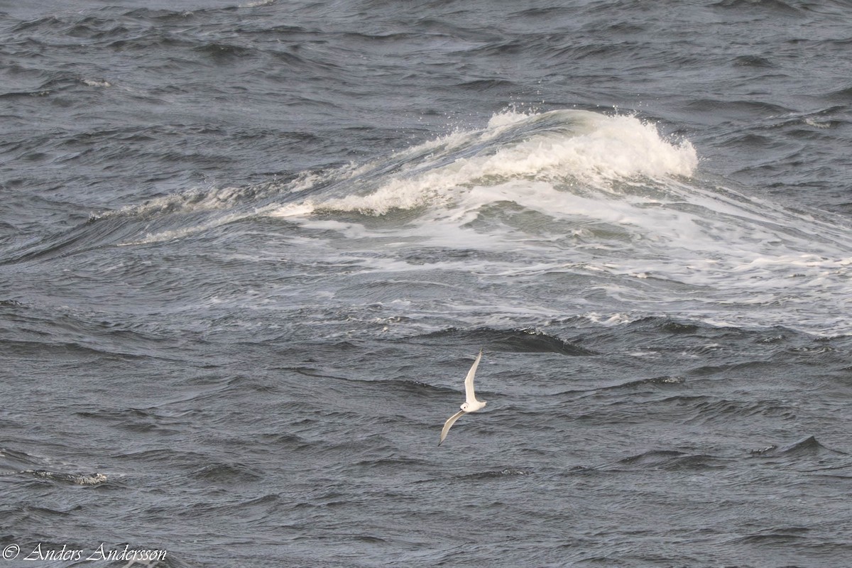 krykkje - ML645375205