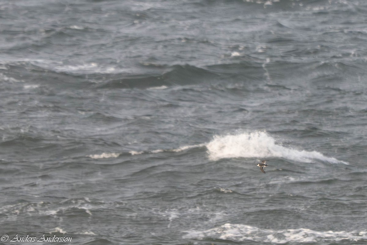 Küçük Alk - ML645375209