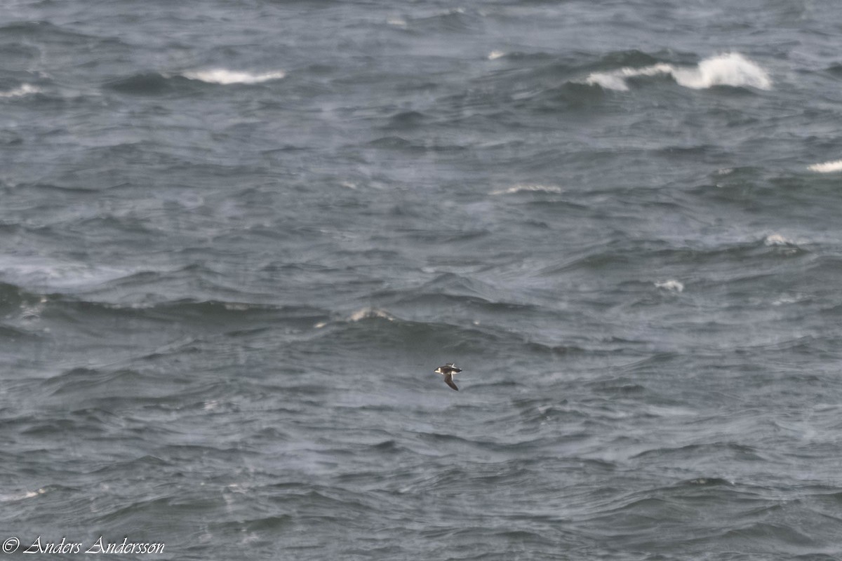 Küçük Alk - ML645375210